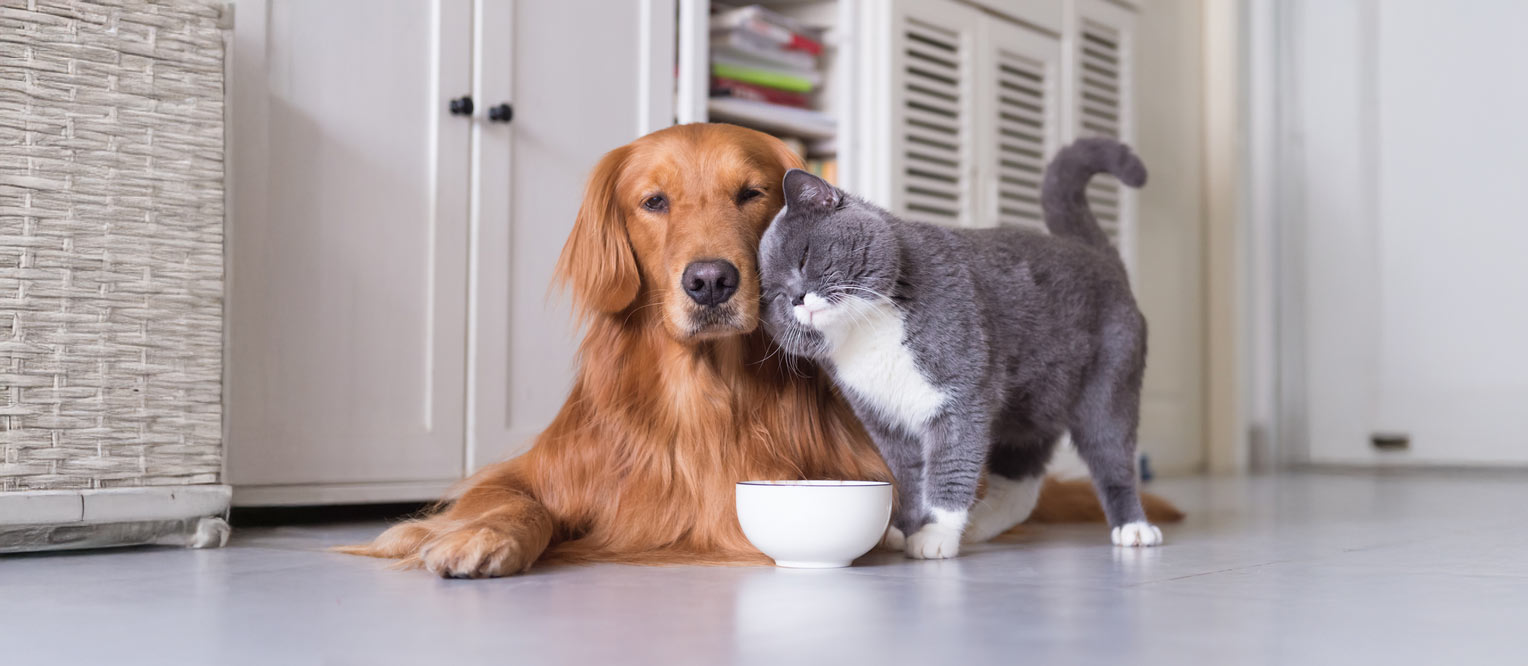 A mellow dog laying on the floor with a grey and white cat rubbing its head against the dog