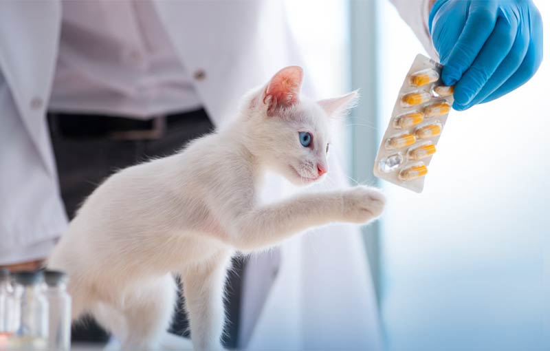 White kitten at the vet's office pawing at a package of pills